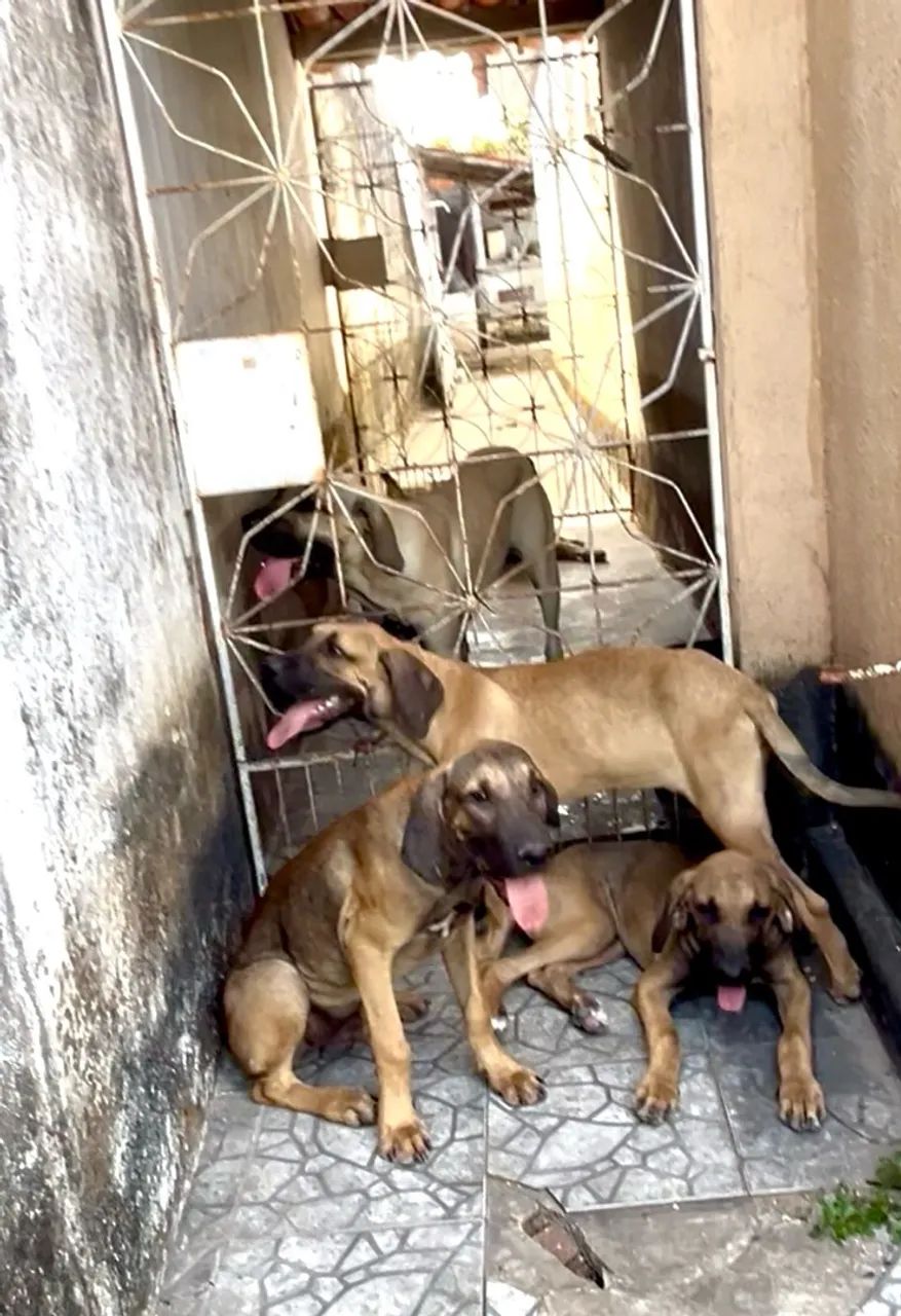 Fila Brasileiro