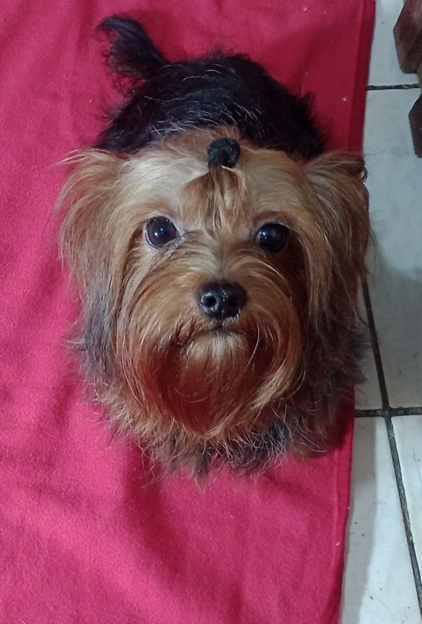 yorkshire machinho.