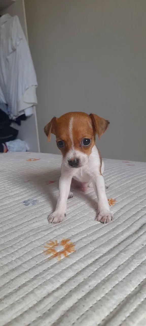 Lindo Filhote de pinscher tam 1.  - Foto 3