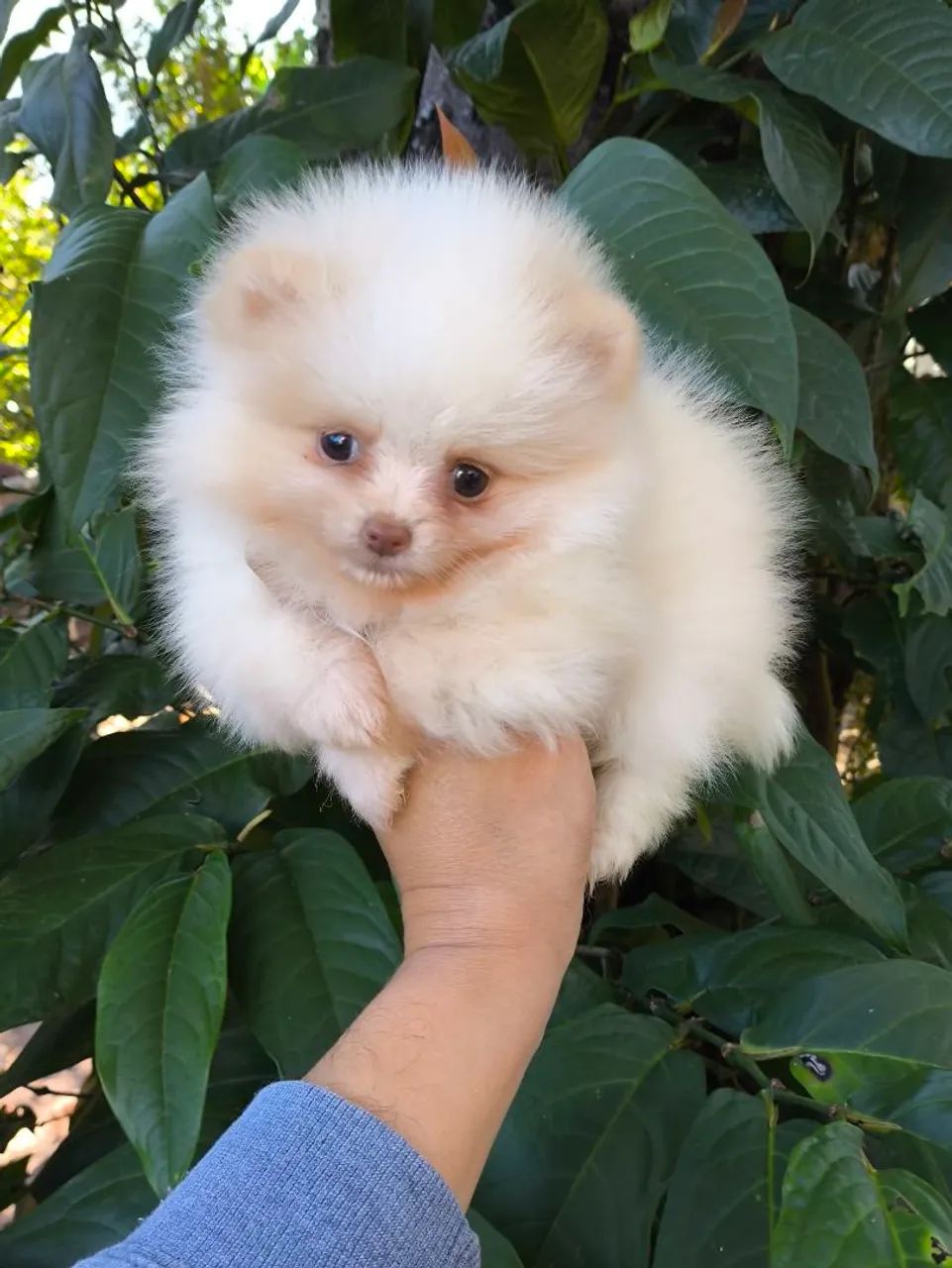 Spitz alemão  - Foto 3