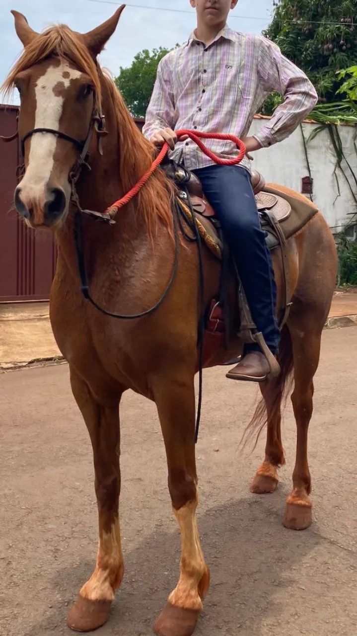 CAVALO MANGALARGA TOP  - Foto 2