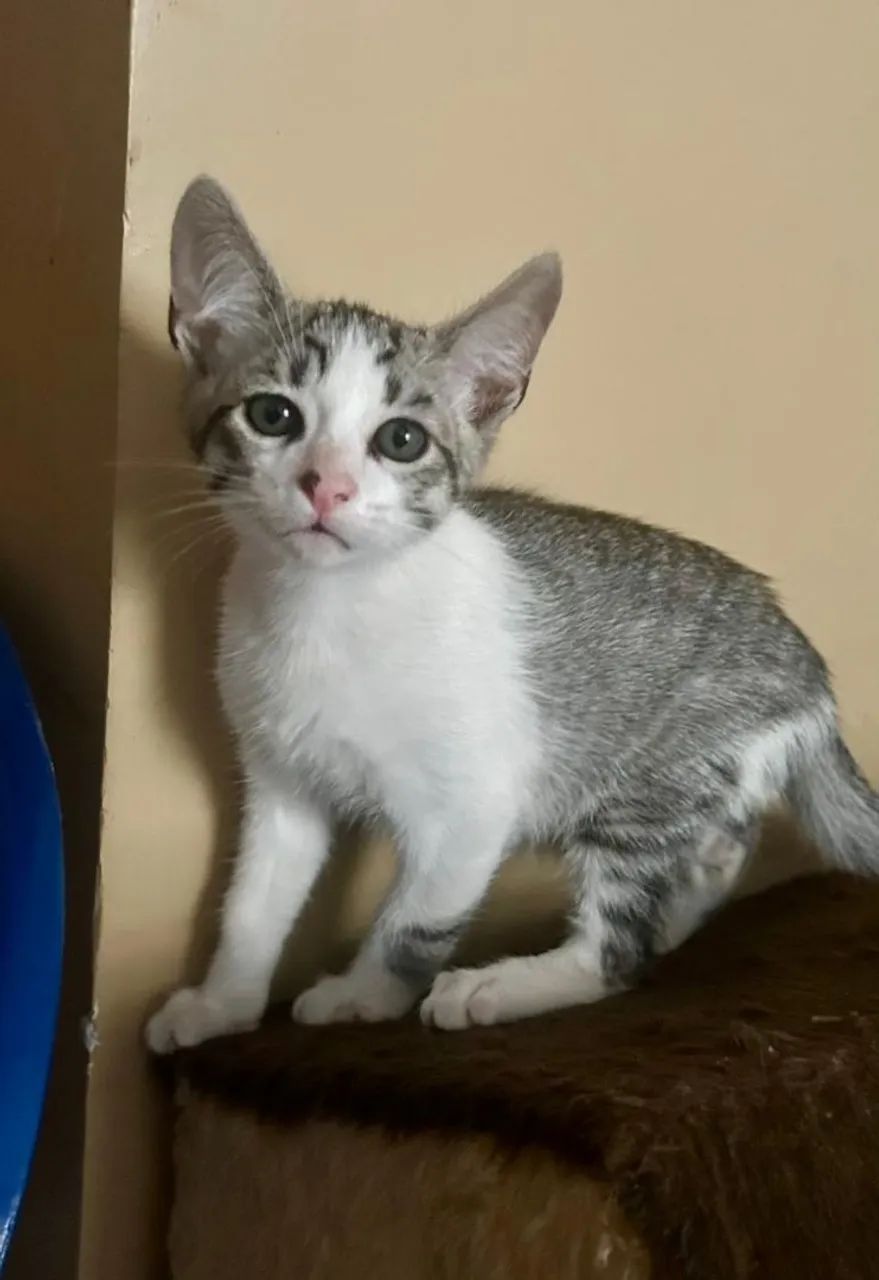 Adoção gatos filhotes  - Foto 2