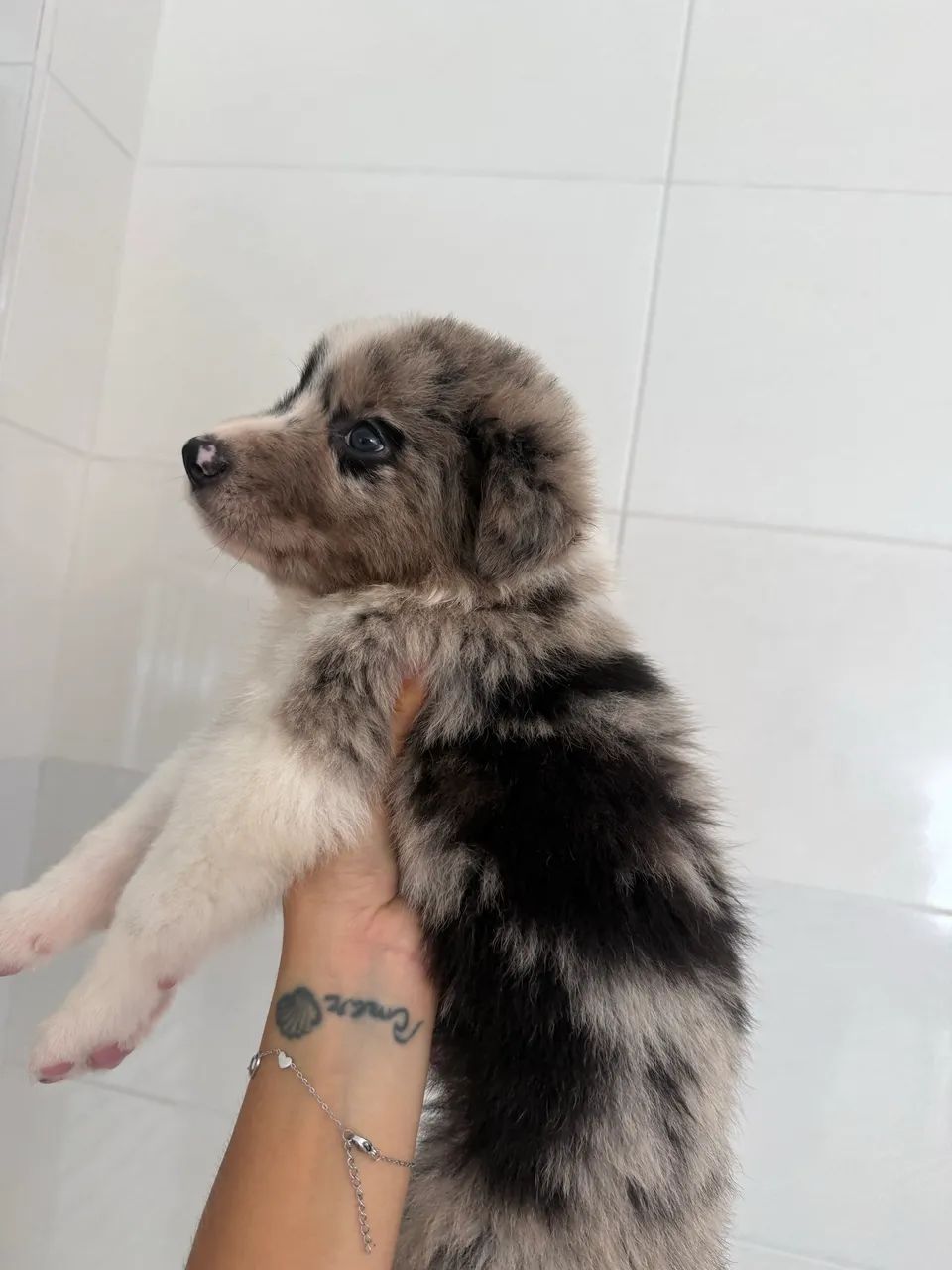 Border Collie | Filhote 