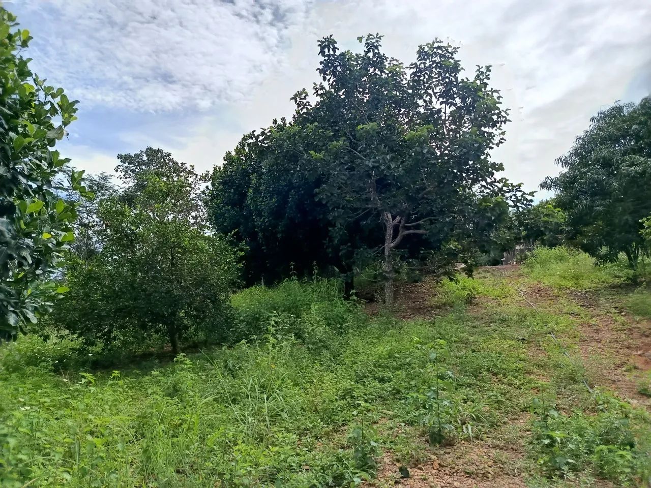 Chácara 3.000 M2, Casa, Rio Sozinha, Fazenda Bonsucesso, Formada, Senador Canedo - Foto 6