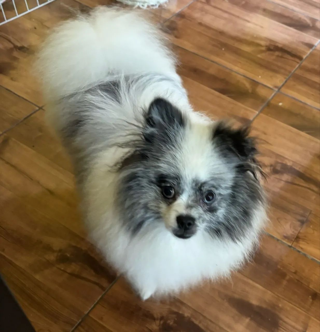 Spitz  - Foto 2