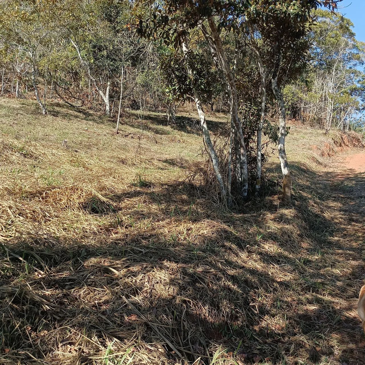 Lote em Área rural  - Foto 2