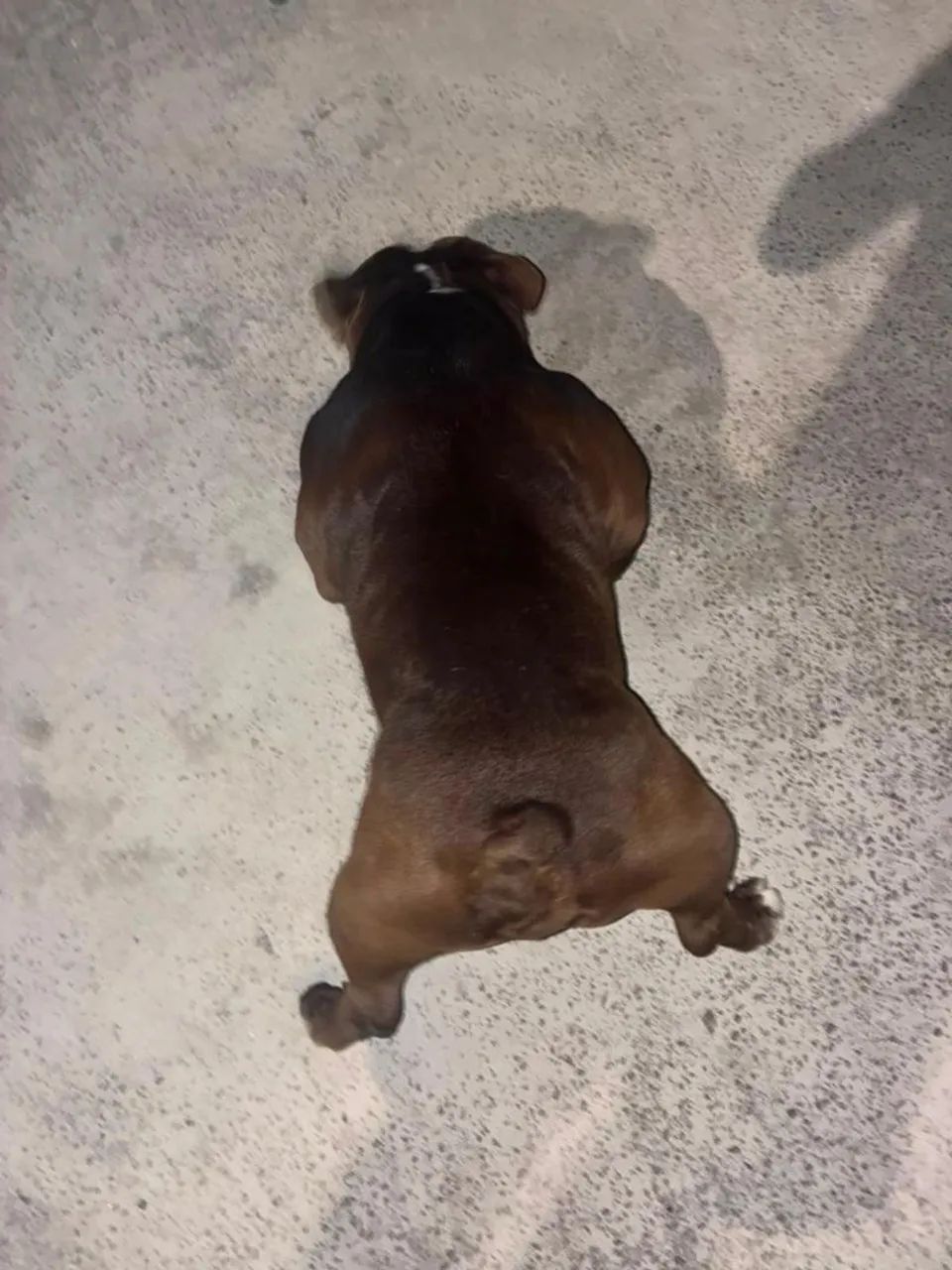 American Bully - Foto 2