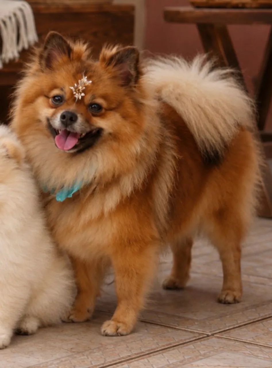 Fêmea de Spitz Alemão 