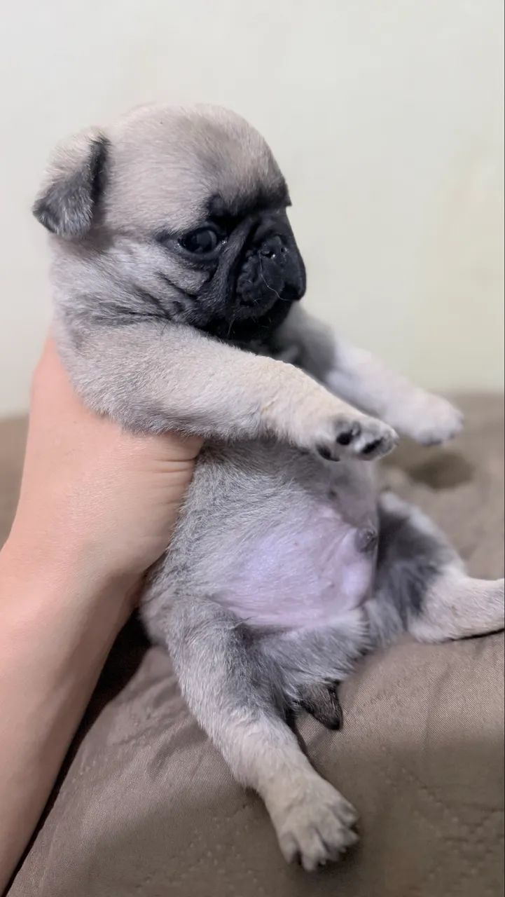 Pug macho