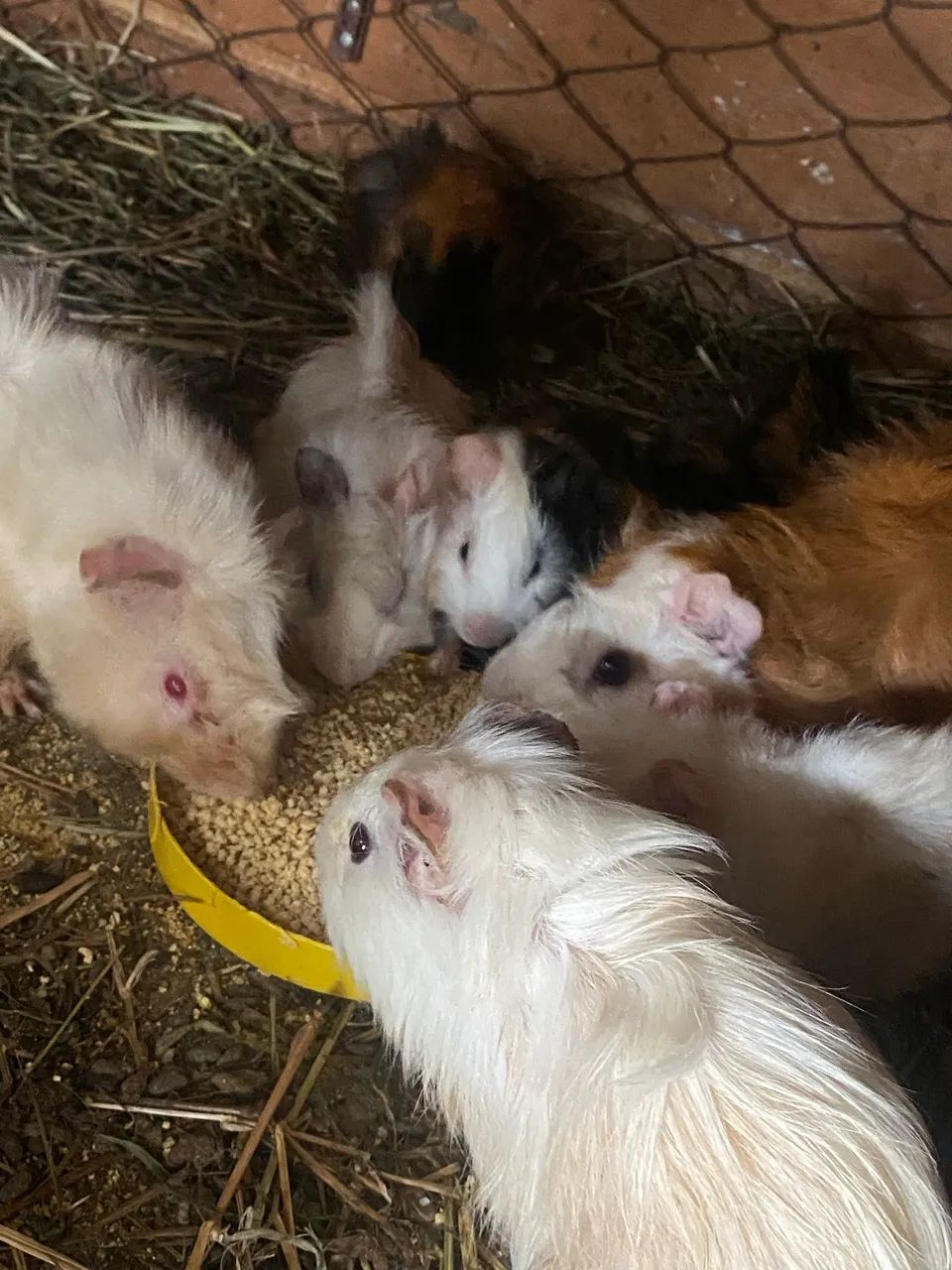 Porquinho da índia - Foto 2