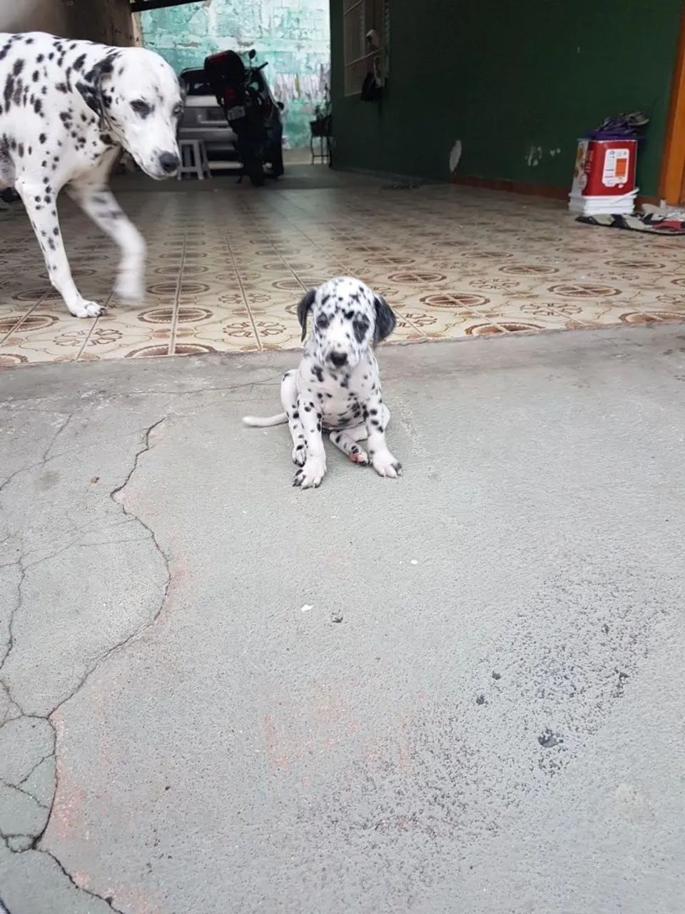 Dalmata encantadores  - Foto 5