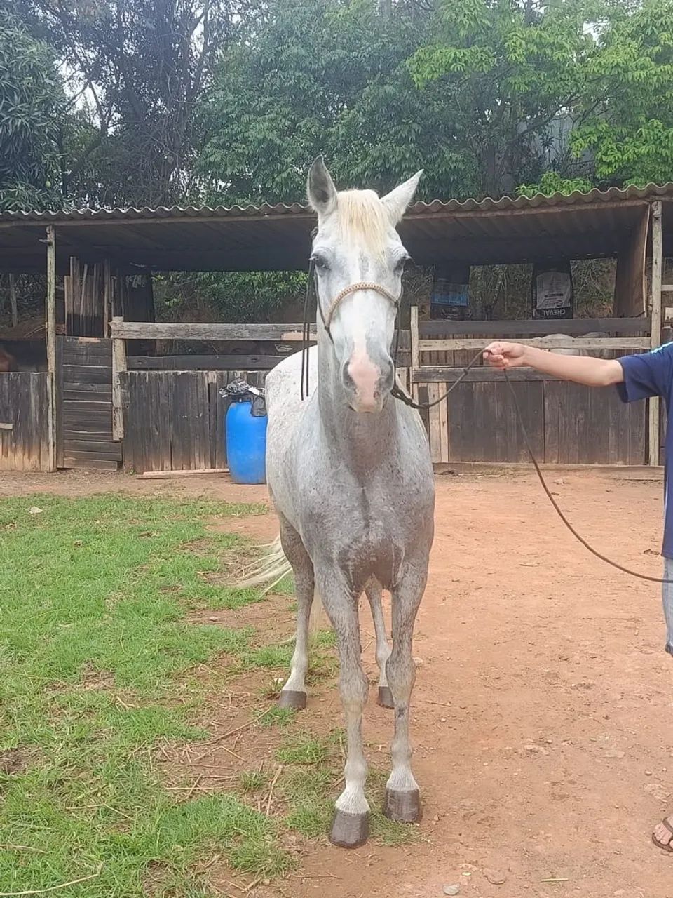 Cavalo  - Foto 3