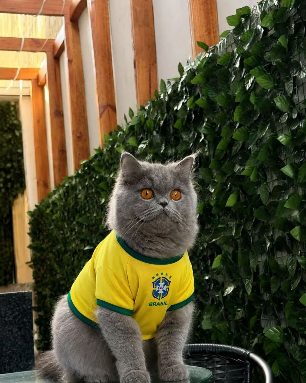 Filhotes disponível  - Foto 4