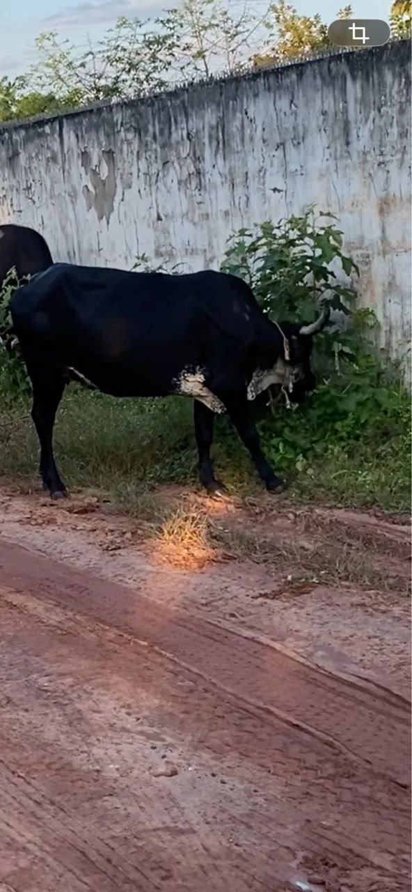 Vaca  - Foto 5