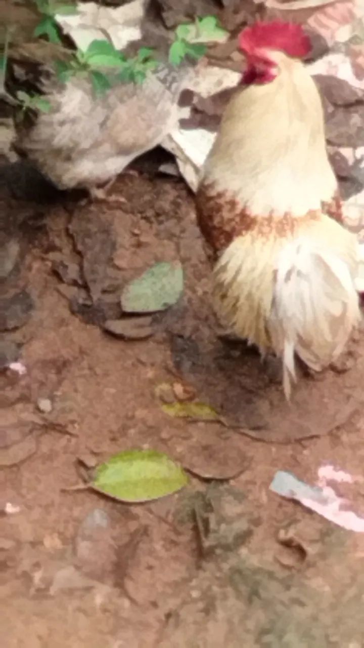 Vendo galos e galinhas  - Foto 3