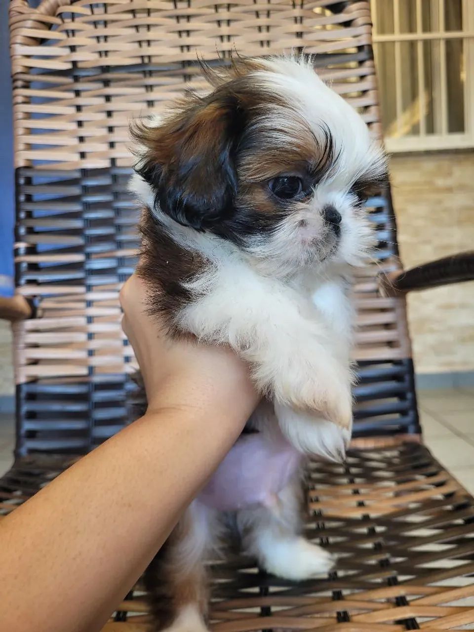Shihtzu  - Foto 2