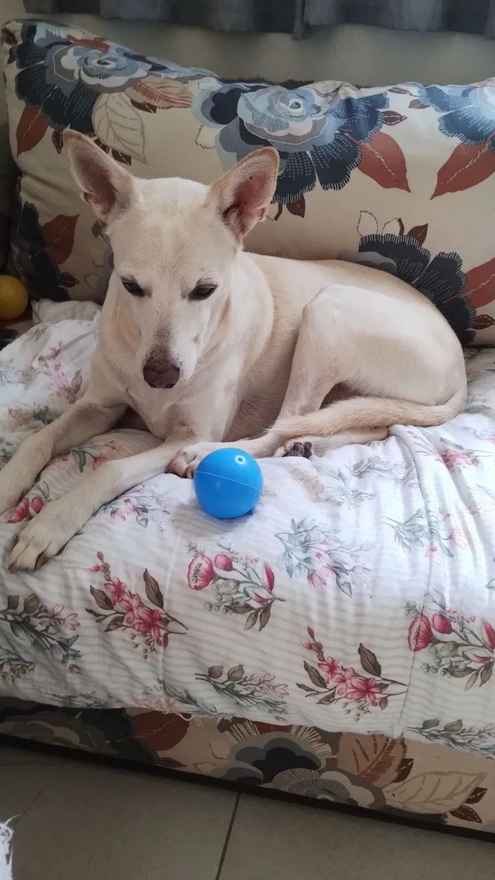 Cuidadora de pets  - Foto 3