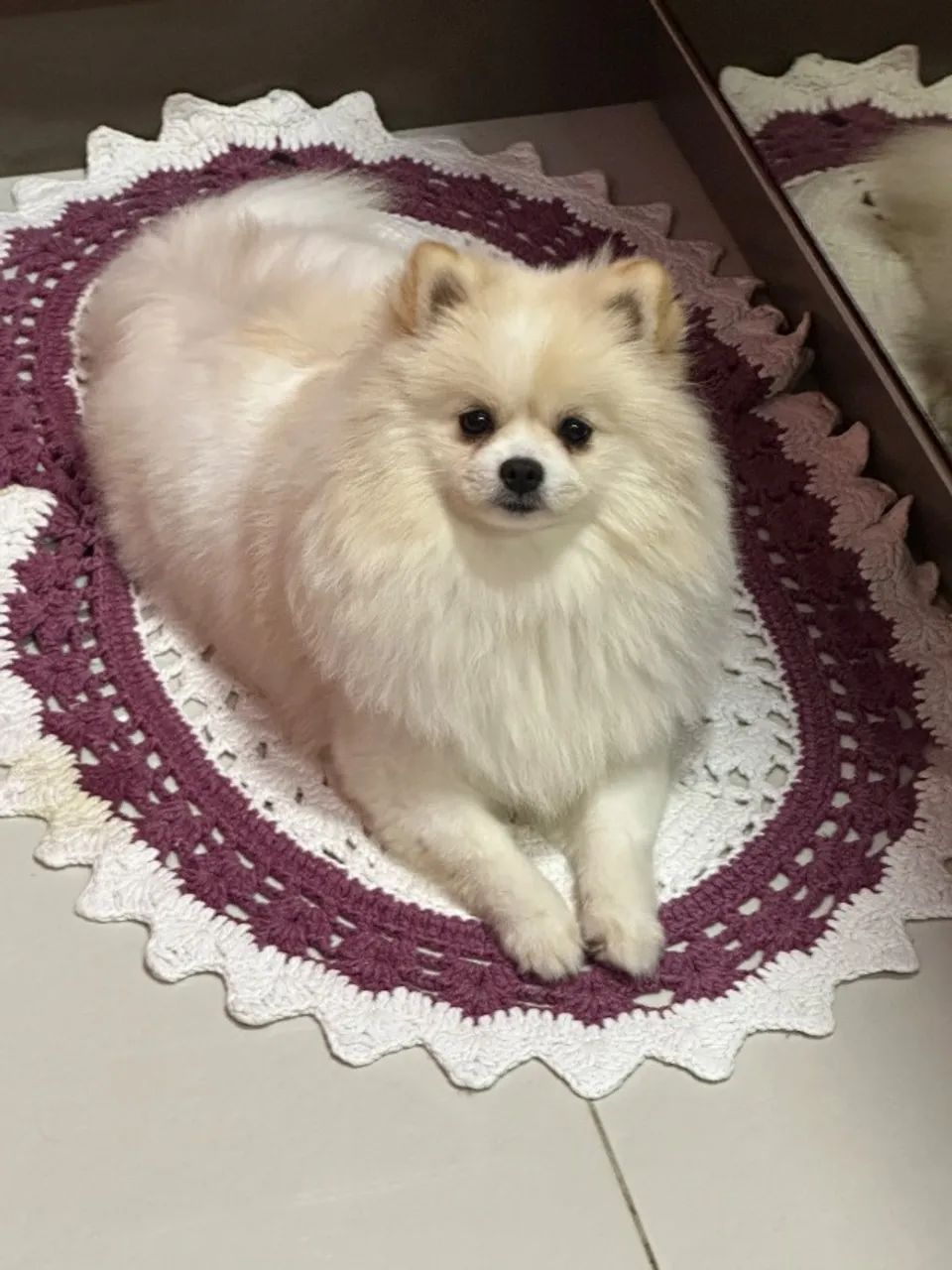 Spitz alemão  - Foto 4