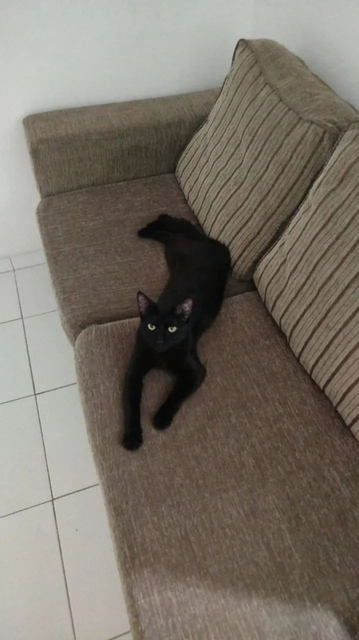 Gato preto pra adoção