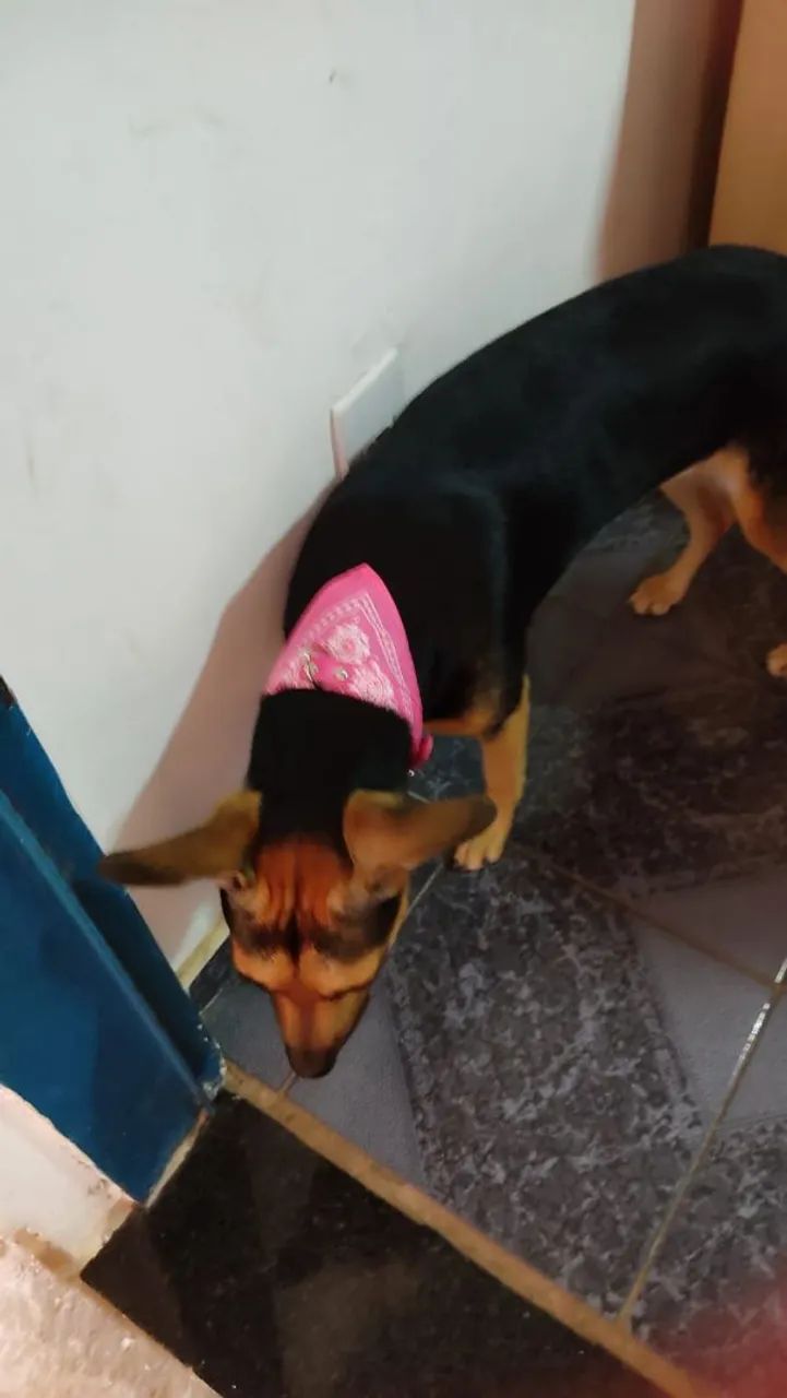 Doação de cachorro fêmea brava - Foto 3