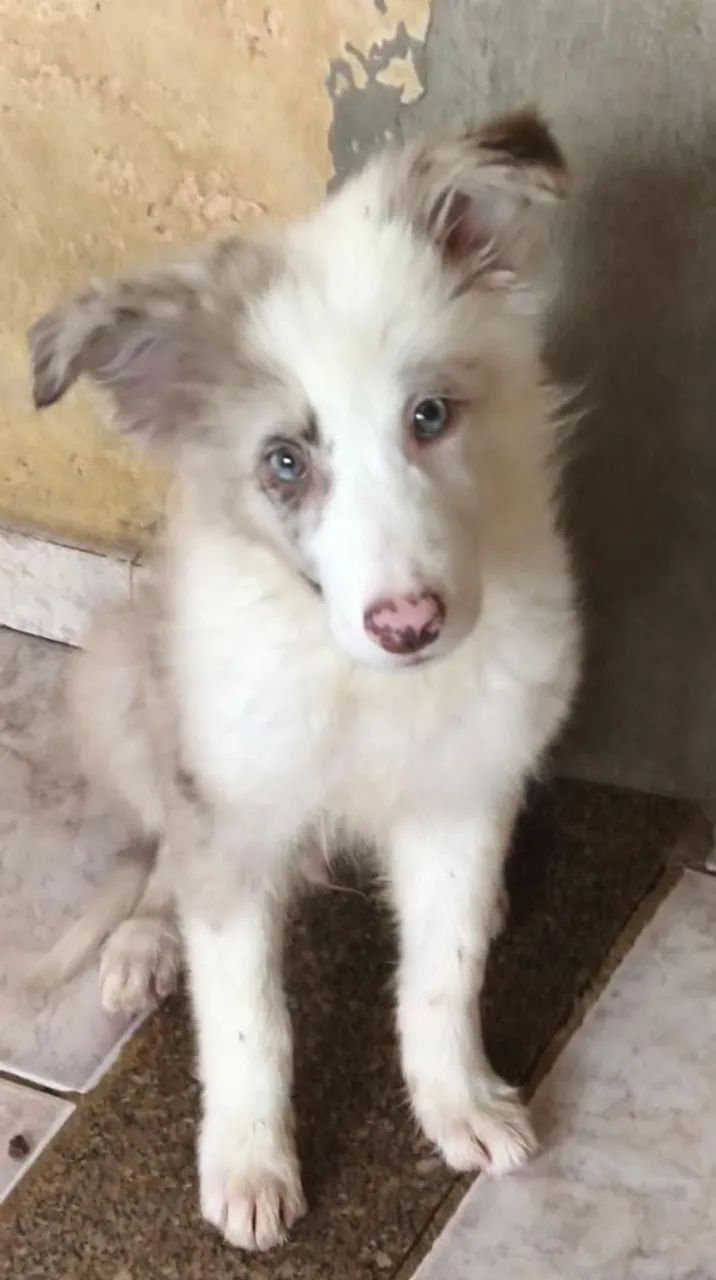 Border collie(Black Friday de machos) - Foto 5