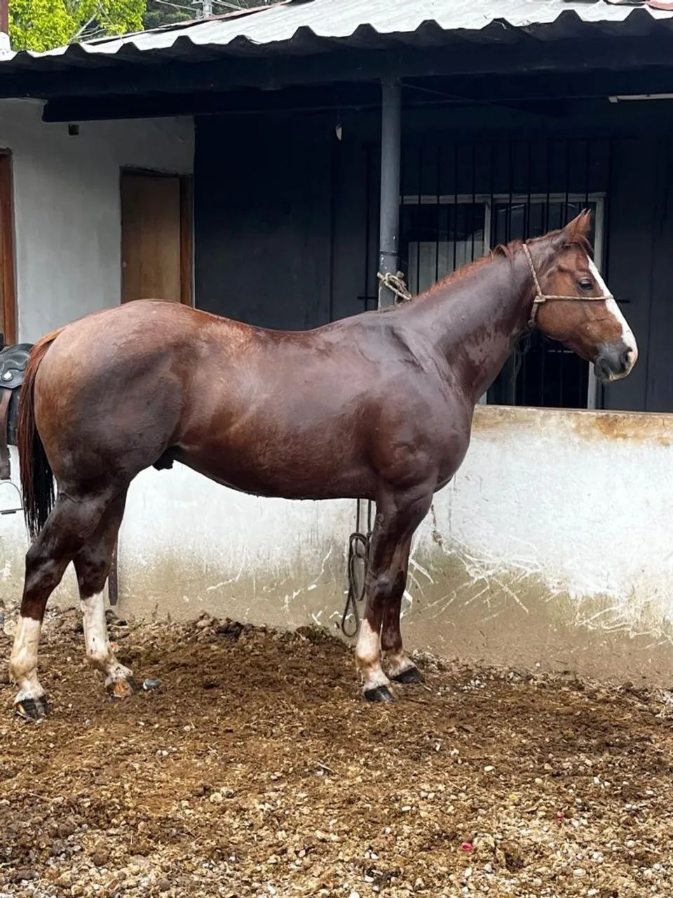 Cavalo quarto de milha vaquejada  - Foto 2