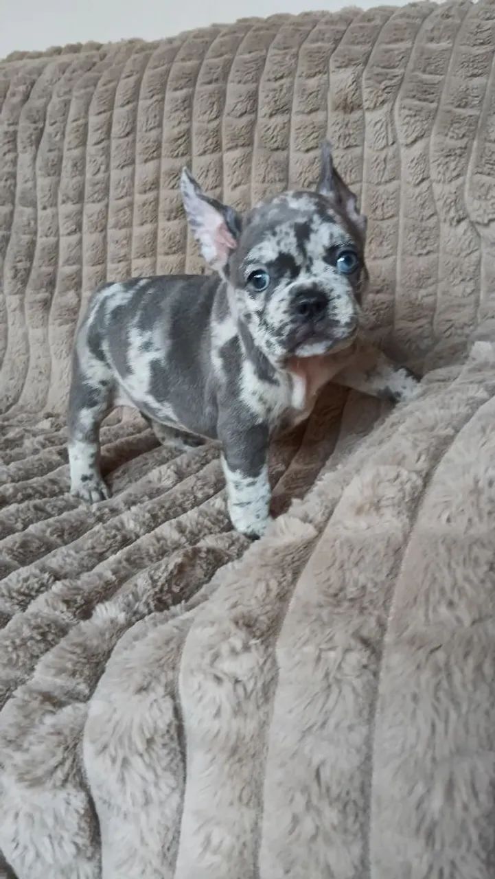Buldogue francês 