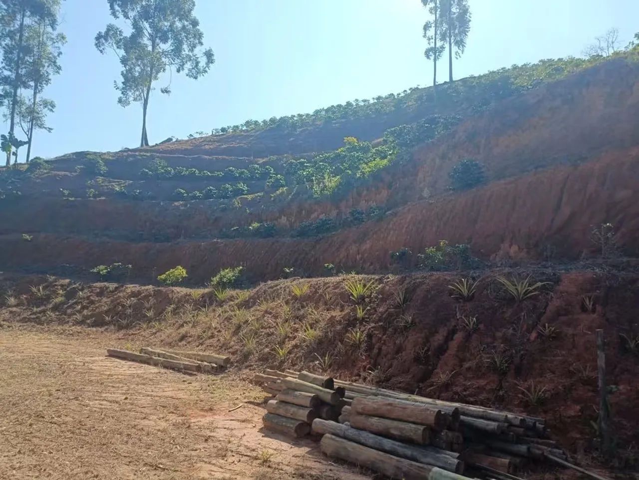 Excelente propriedade em Conceição do Castelo ES com 6 alqueires.  - Foto 3