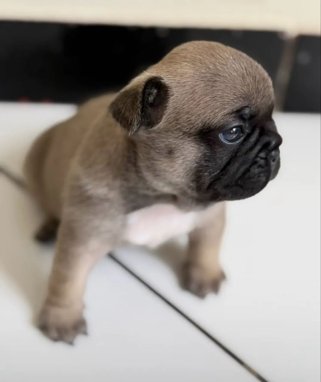 Buldogue francês  - Foto 2