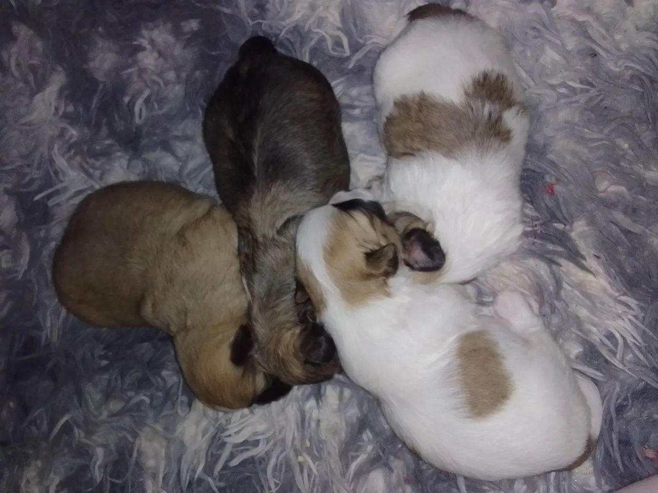 Shih tzu  - Foto 4