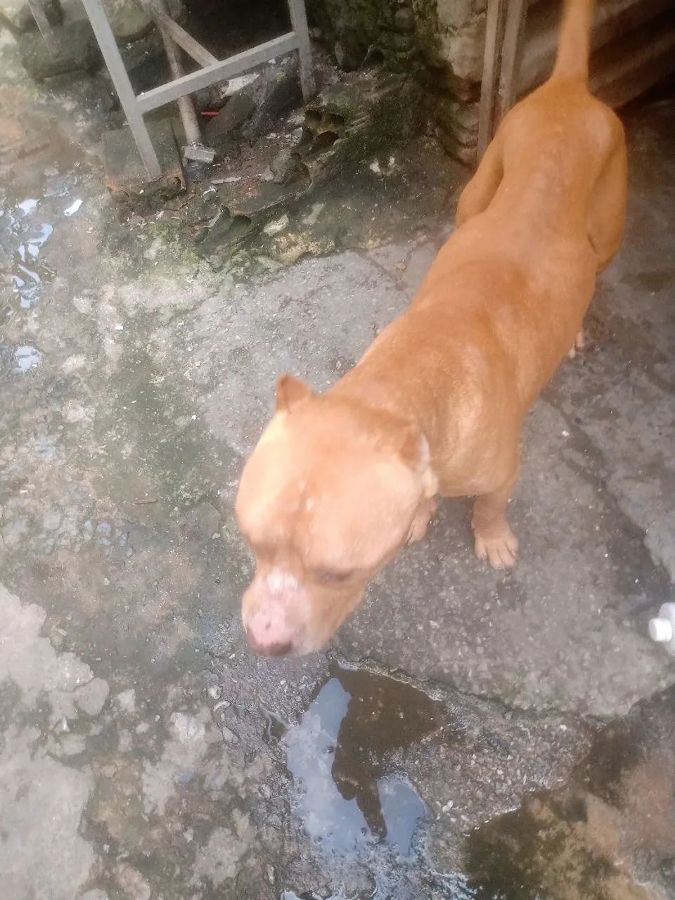 Doa se Pitbull  - Foto 4