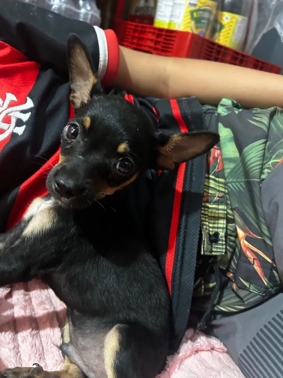 Cachorro pincher  - Foto 4