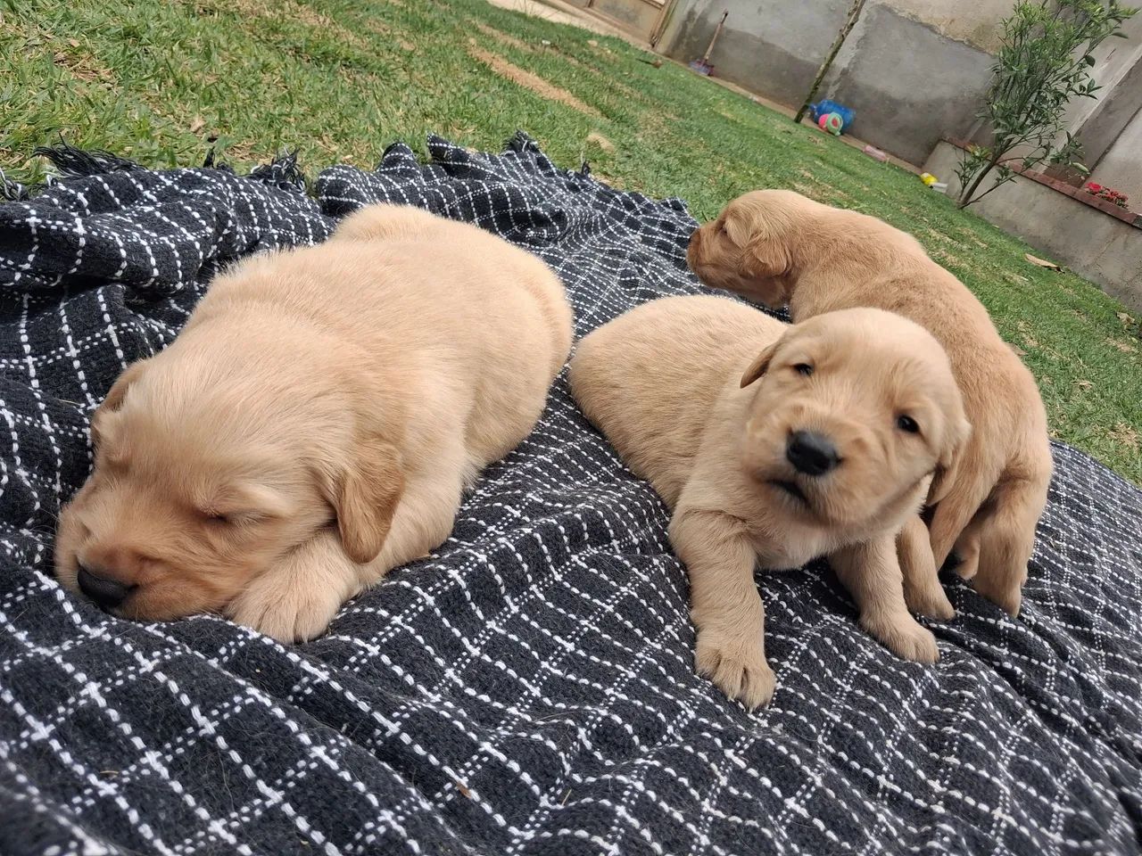 Bebes golden - Foto 4