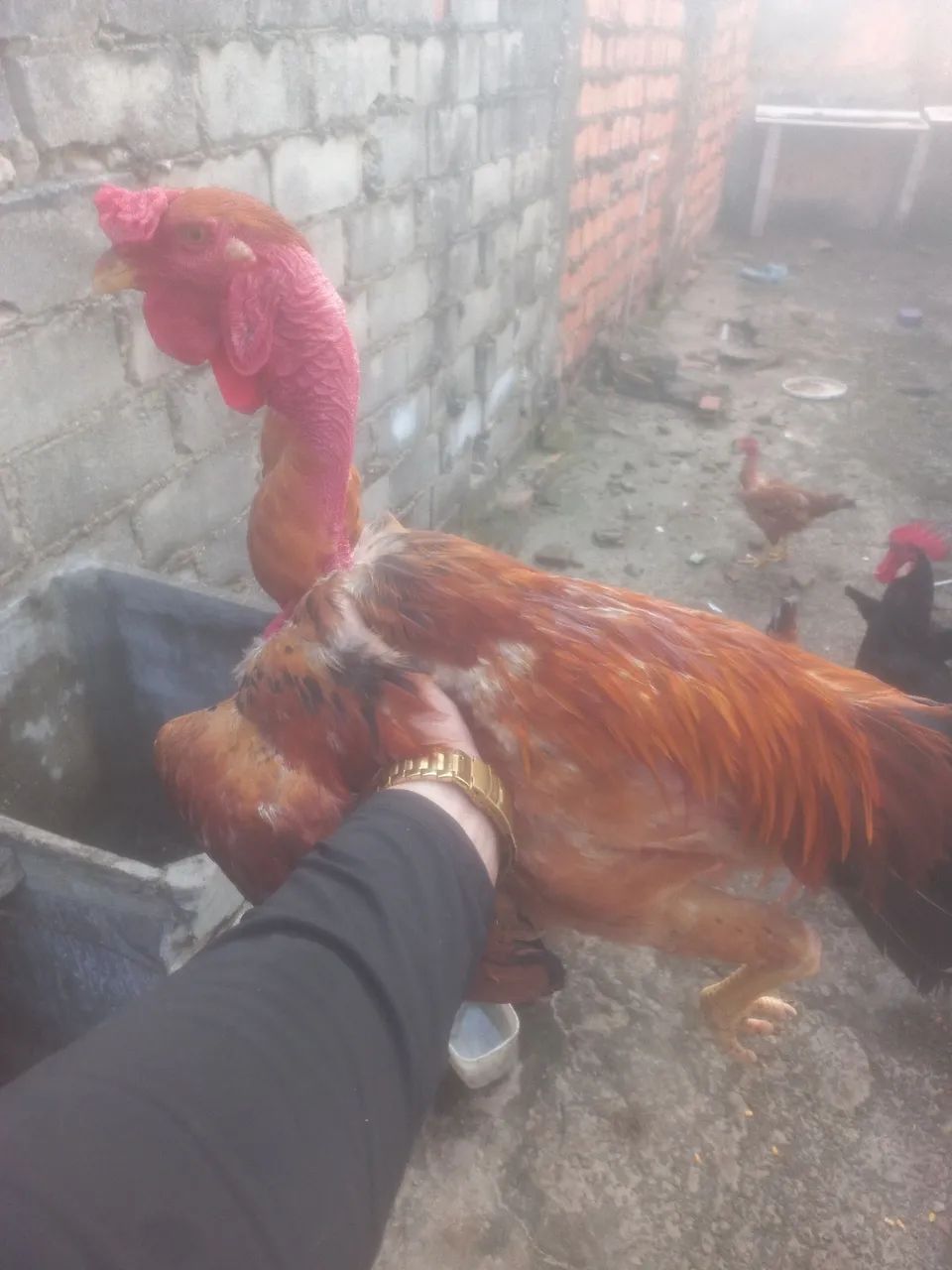 2 galos para vende  - Foto 5