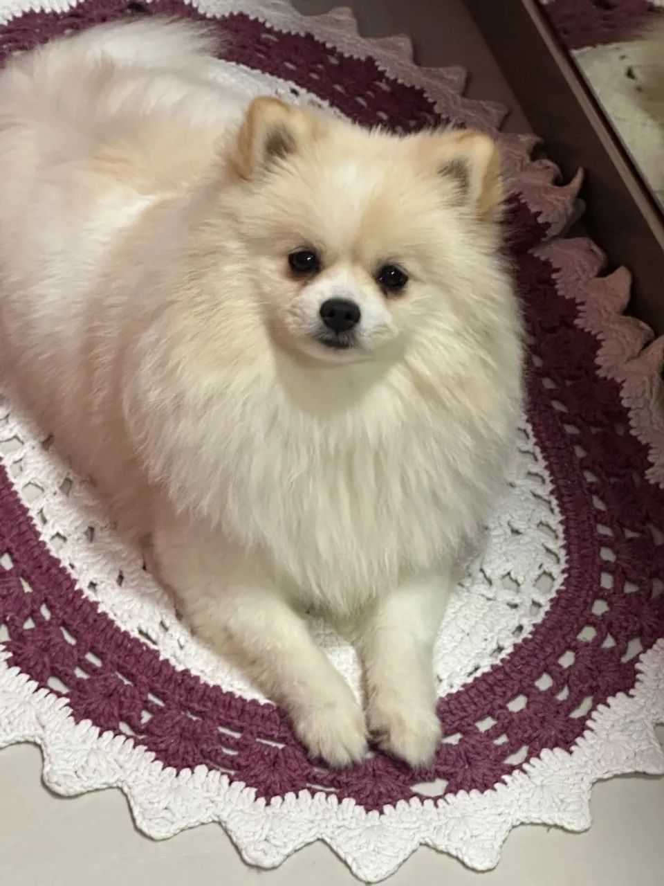 Spitz alemão  - Foto 2