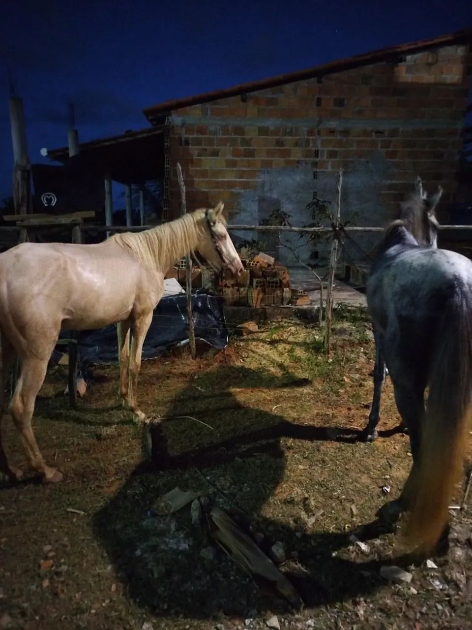 Potra gasa 