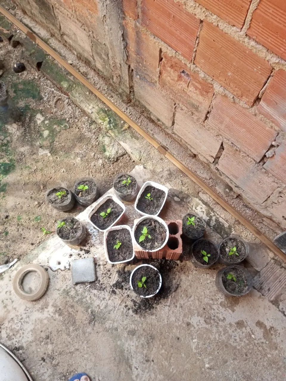 Pimenta  - Foto 4