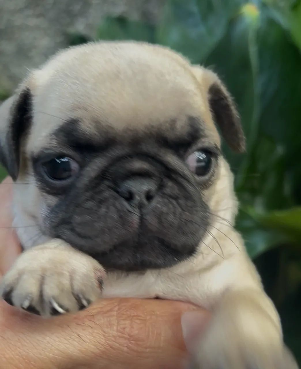 Pug fêmea  - Foto 4