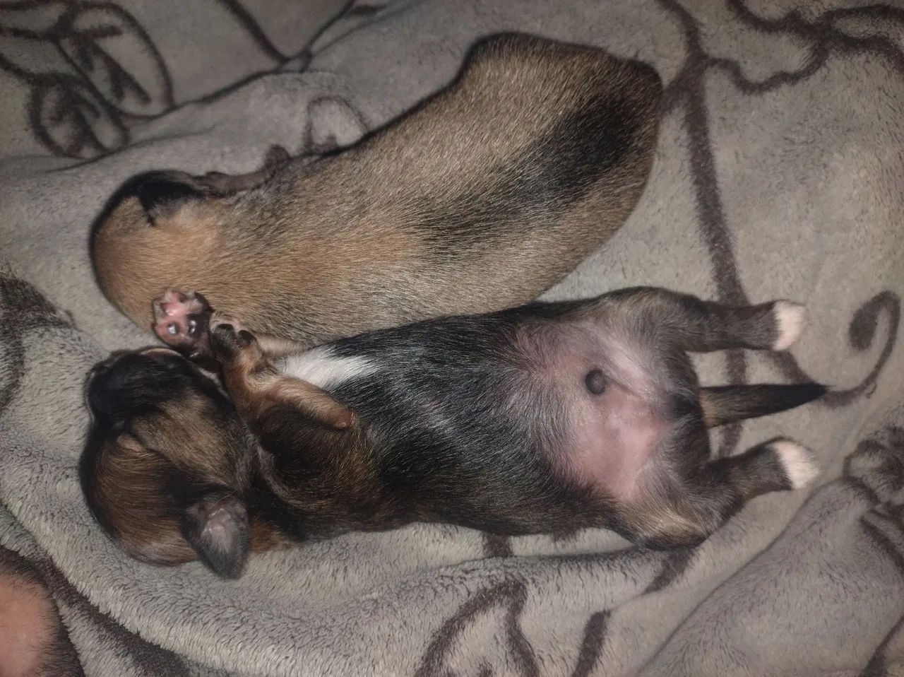 Cachorro para adoção  - Foto 2