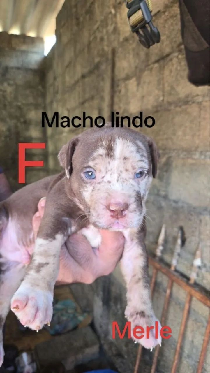 Pit monster/American Bully standart  - Foto 3