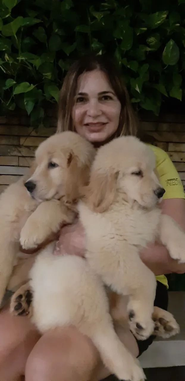 Golden Retriever filhotes  Excelente Linhagem - pedigree CBKC - Foto 5