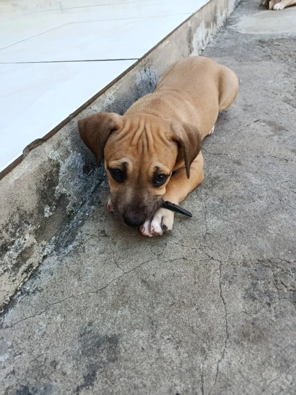 Filhotes pitbull - Foto 3