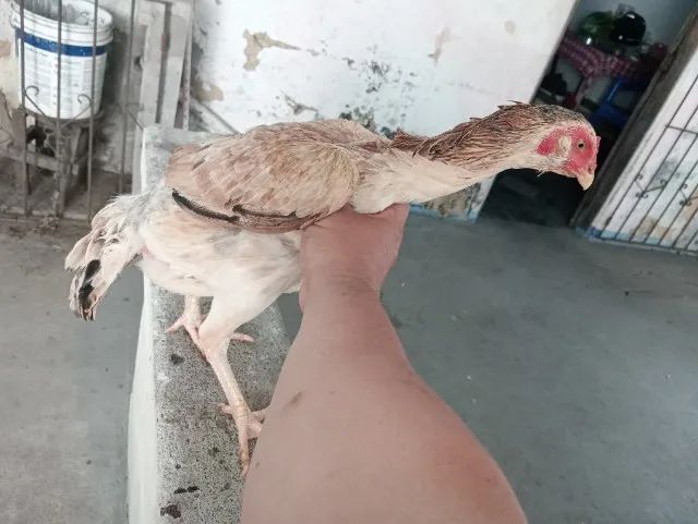 Vendo Galos e galinhas e frango de raça  - Foto 4