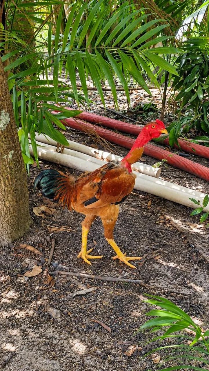 ?Frango Caipira pescoço pelado ? - Foto 4