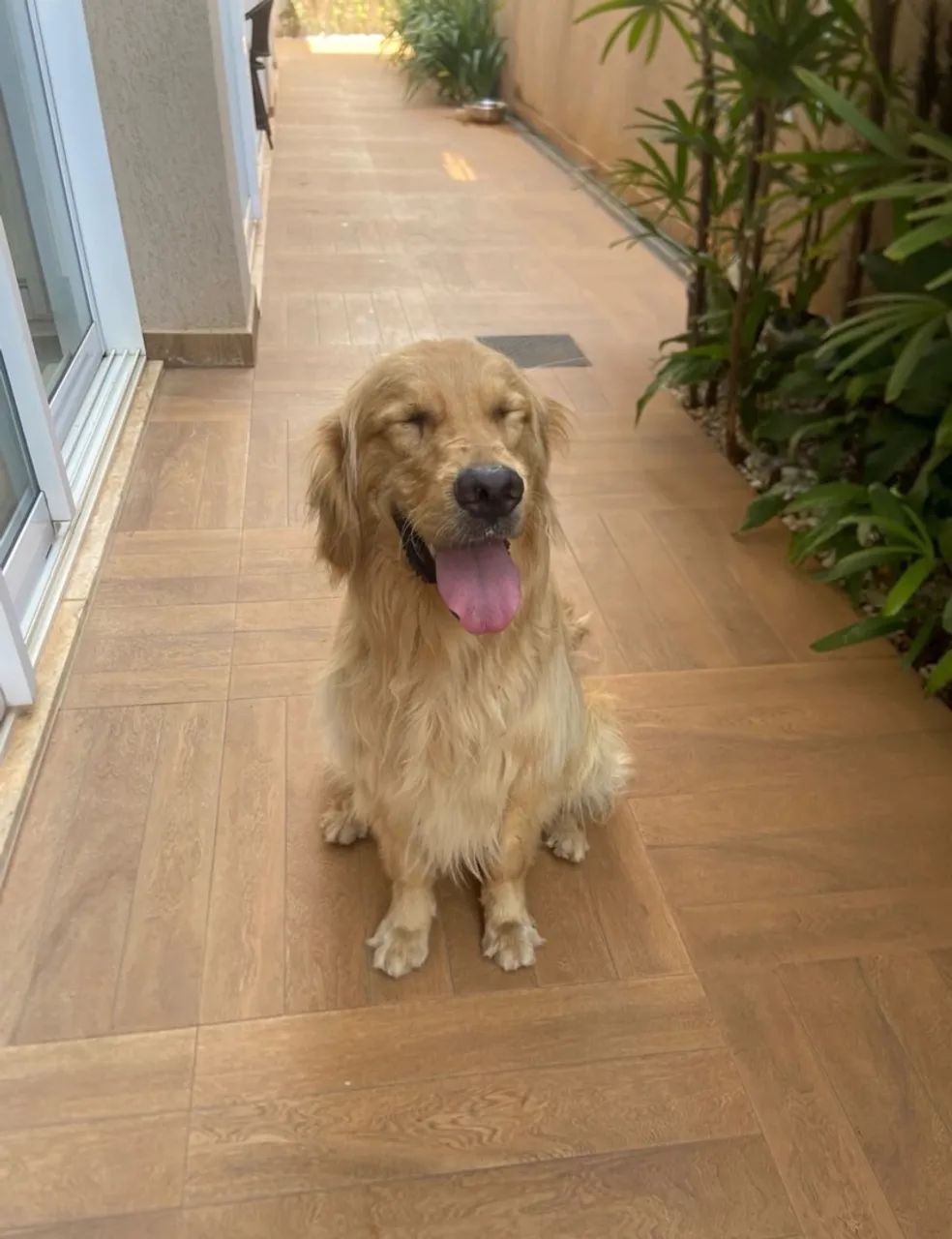 Golden Retriever  - Foto 2