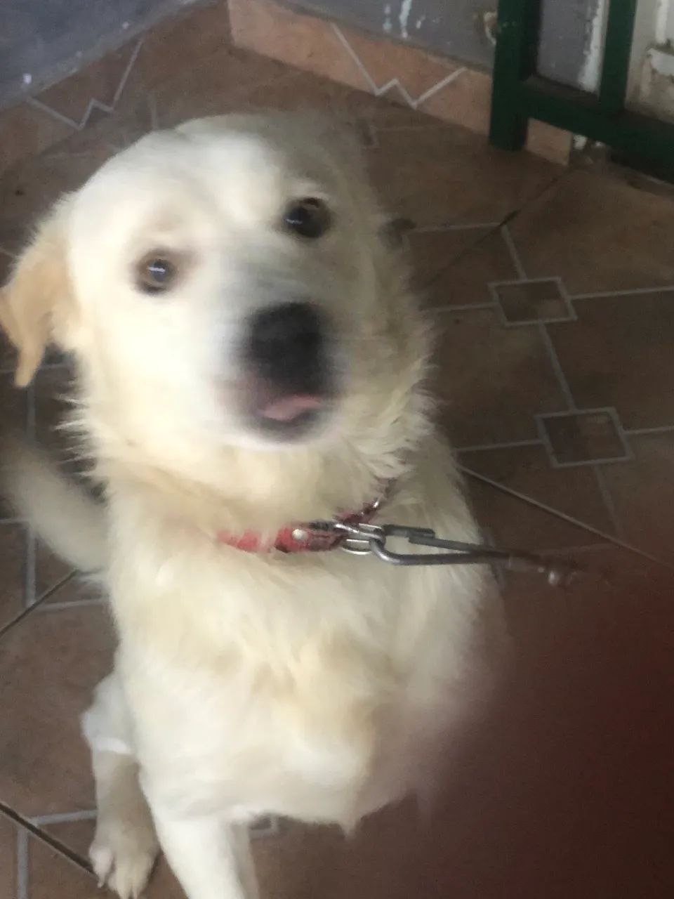 Doando cachorro docil e brincalhão  - Foto 2