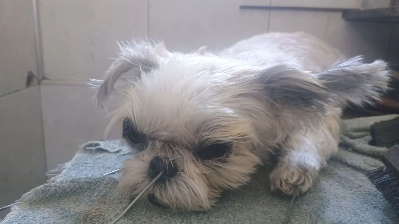 Empalhamento de animais mortos  - Foto 5