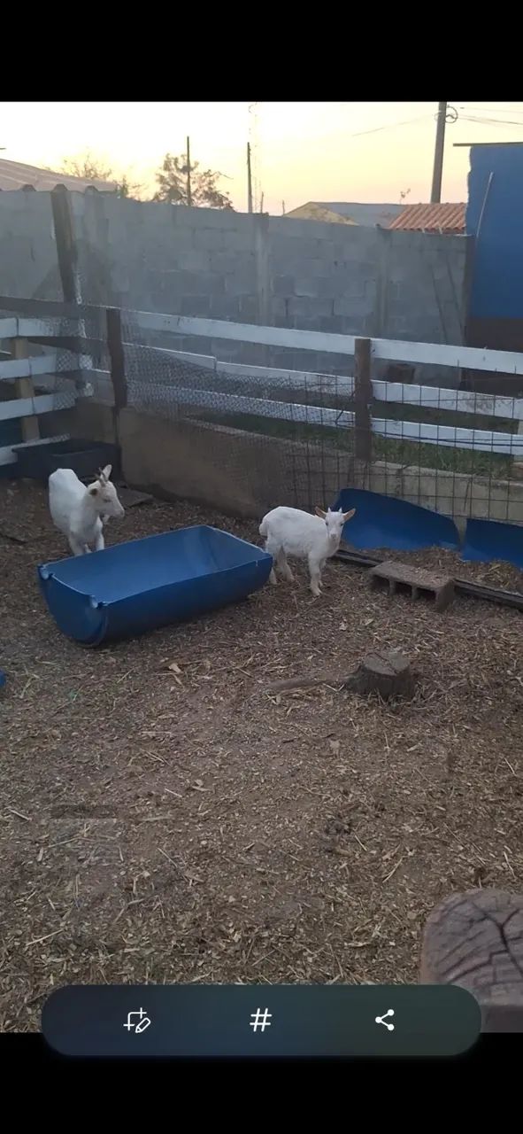 Mini cabras 