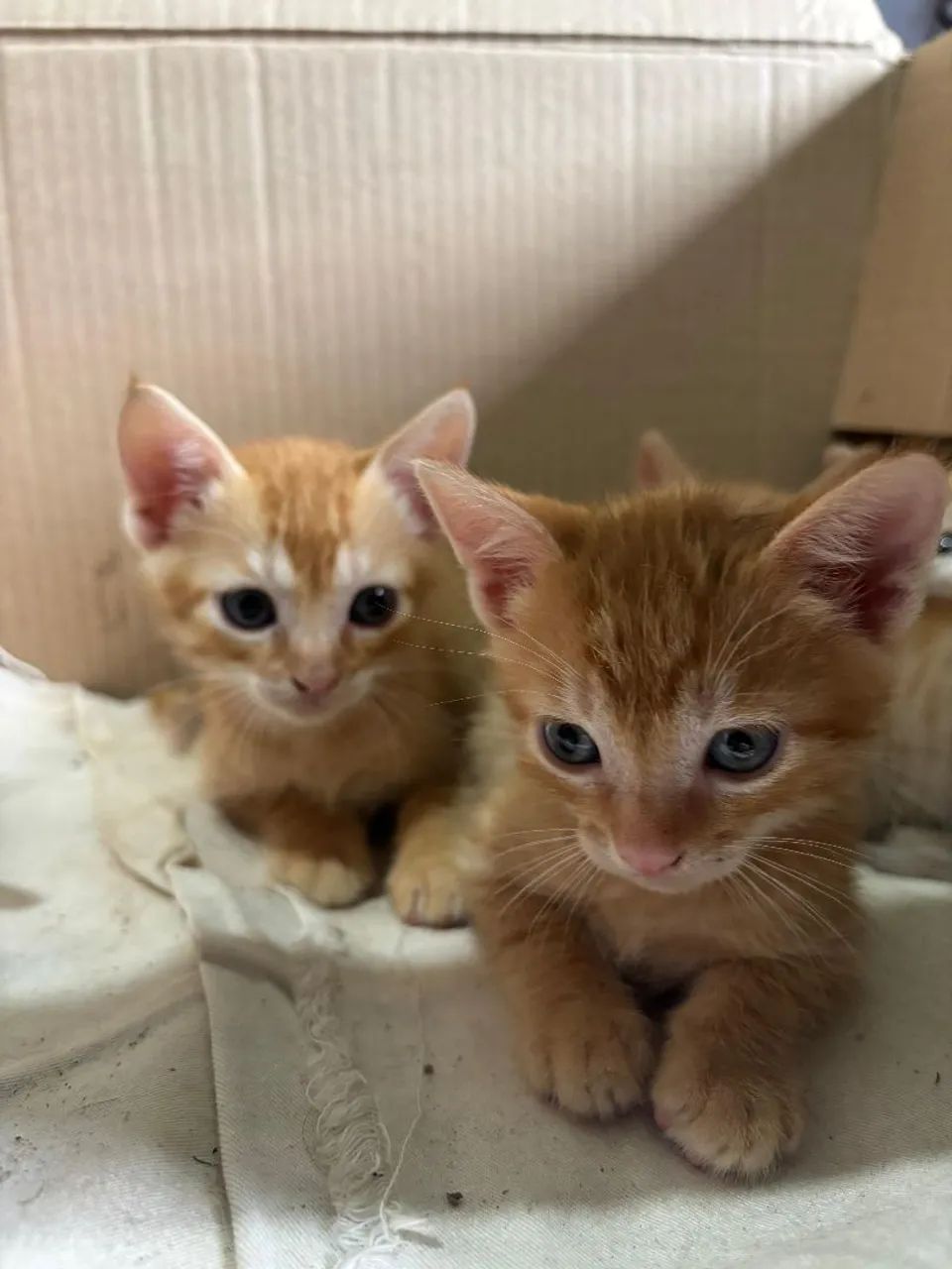Doa-se gatinhos - Foto 3