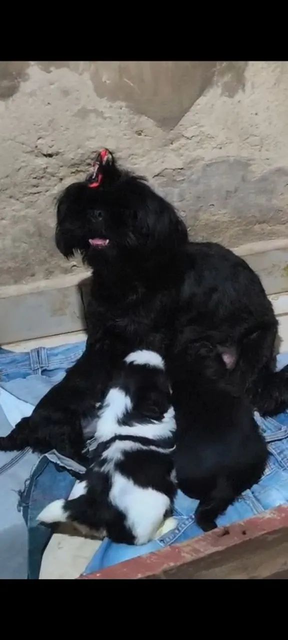Cachorro  - Foto 3